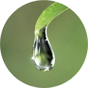 Close-up of a water droplet hanging from a green leaf