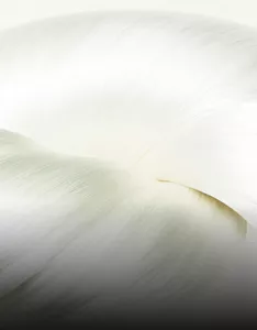 Koishimaru Silk A timeless link to unparalleled beauty